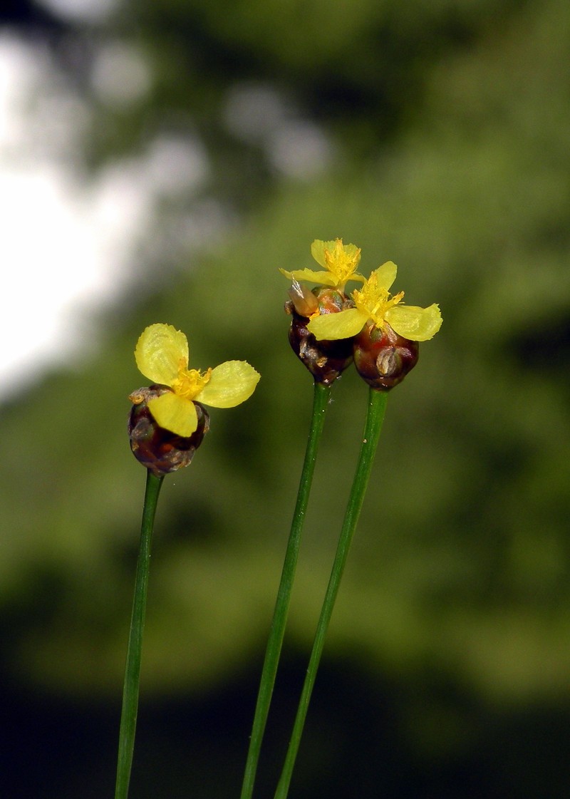 Slender Yelloweyed Grass photo 2