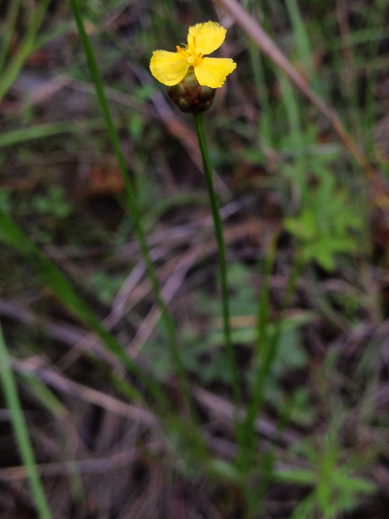 Slender Yelloweyed Grass photo 3