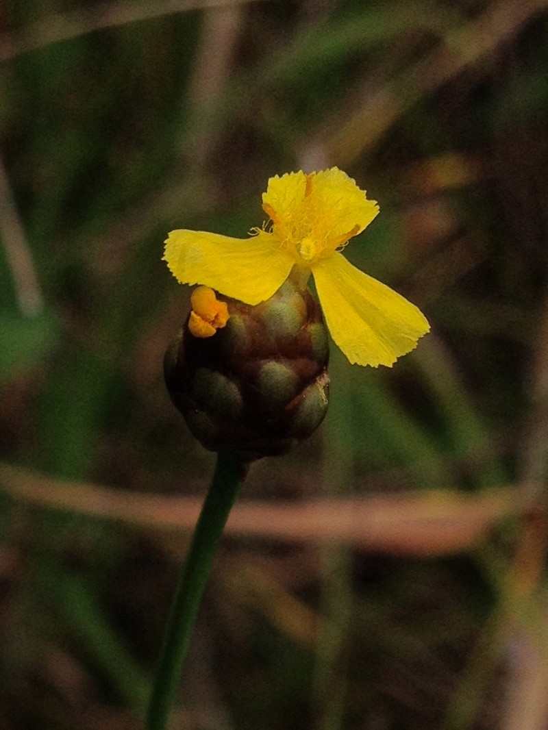 Slender Yelloweyed Grass