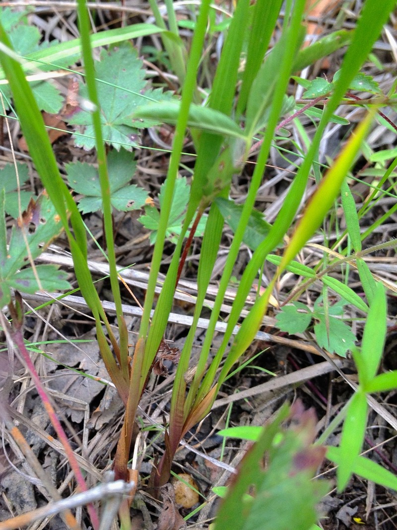 Slender Yelloweyed Grass photo 4