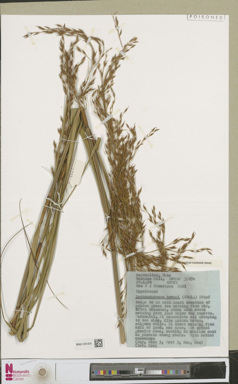 Xyroschoenus hornei photo 2