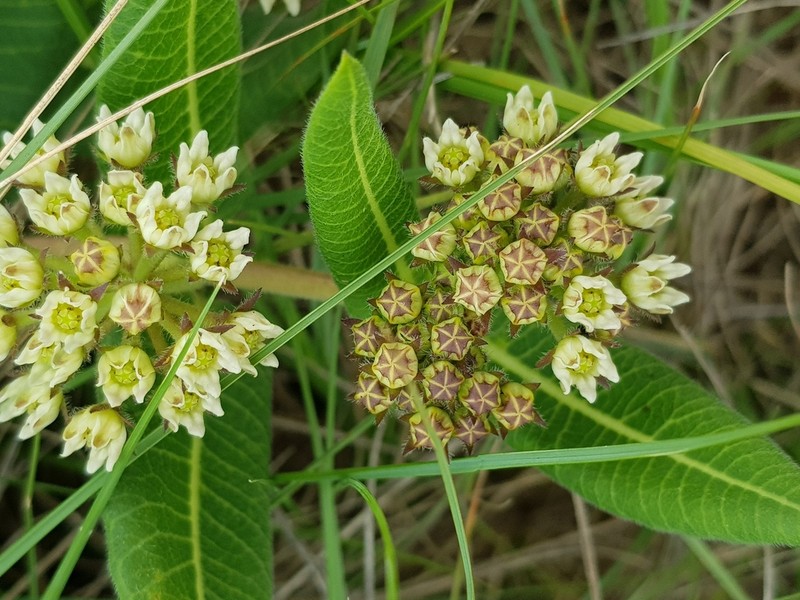 Xysmalobium acerateoides photo 2