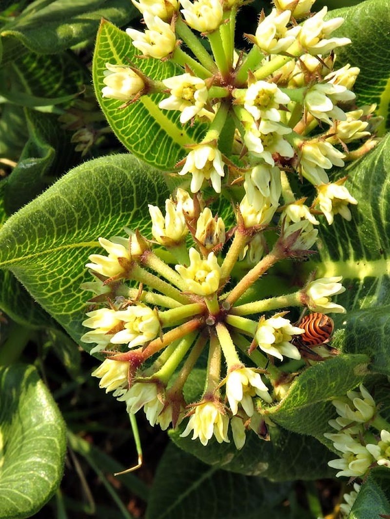 Xysmalobium acerateoides photo 3