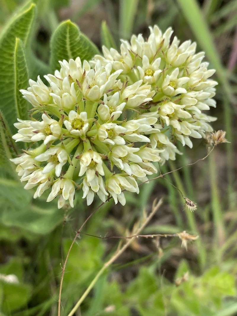 Xysmalobium acerateoides photo 4