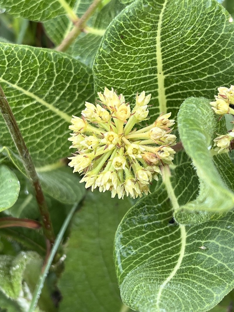 Xysmalobium acerateoides photo 5