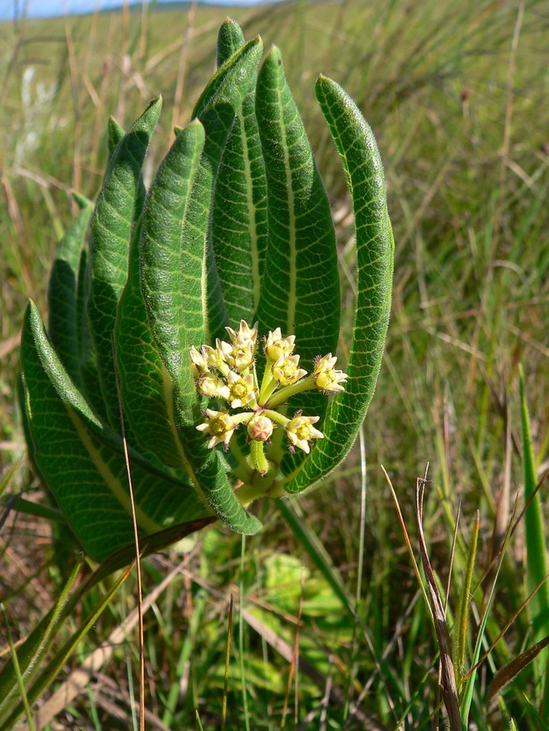 Xysmalobium acerateoides photo 6