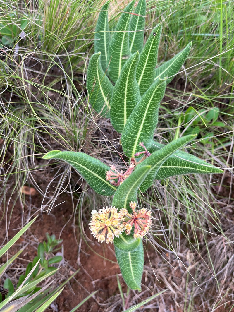 Xysmalobium acerateoides photo 7