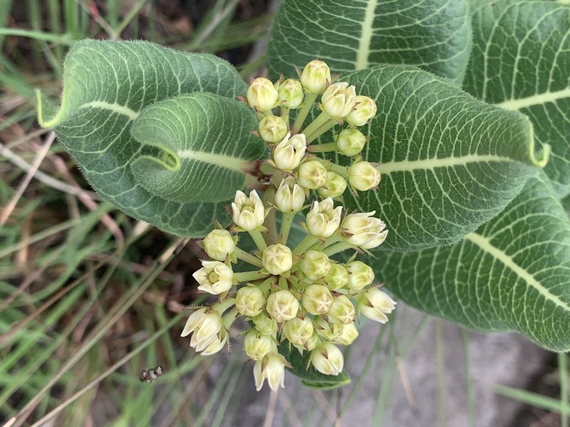 Xysmalobium acerateoides photo 8