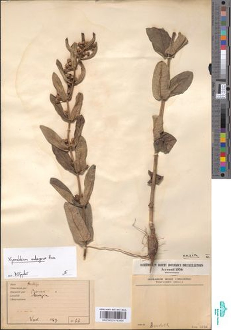 Xysmalobium andongense
