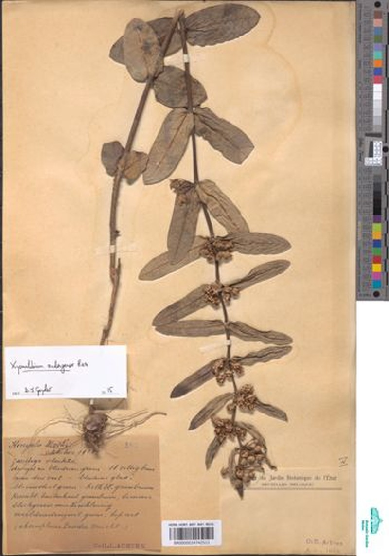 Xysmalobium andongense photo 2