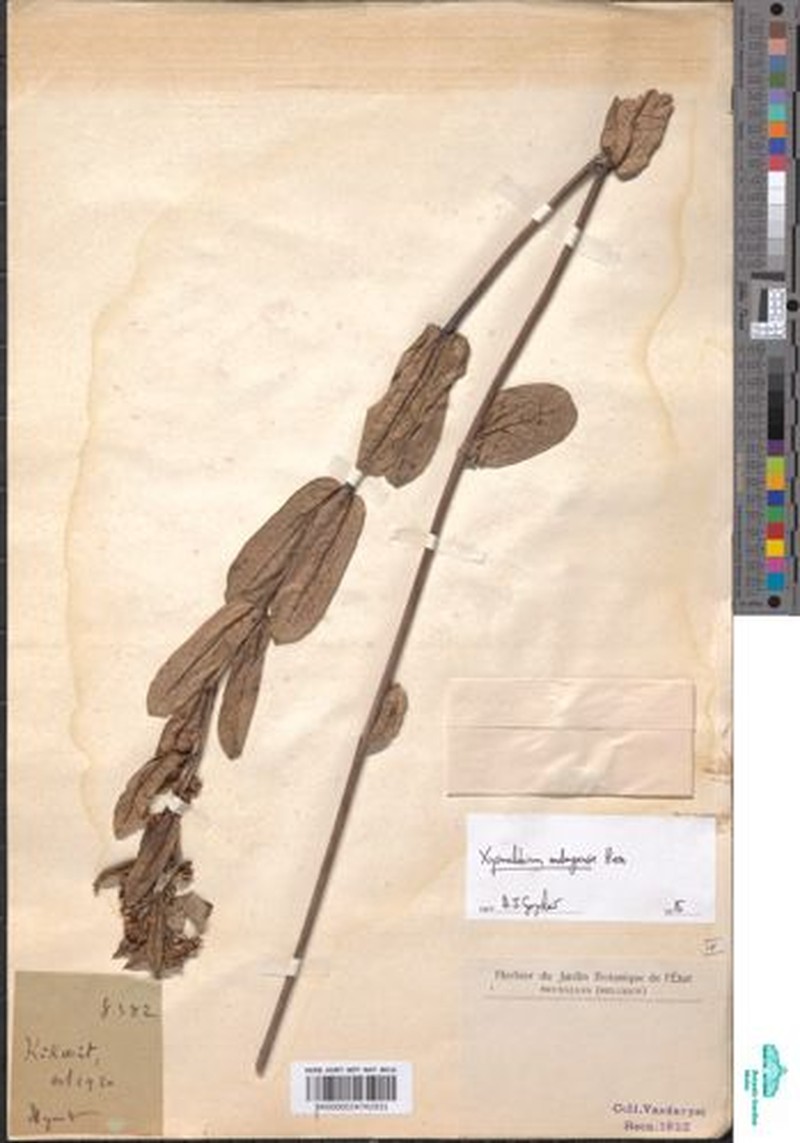 Xysmalobium andongense photo 3
