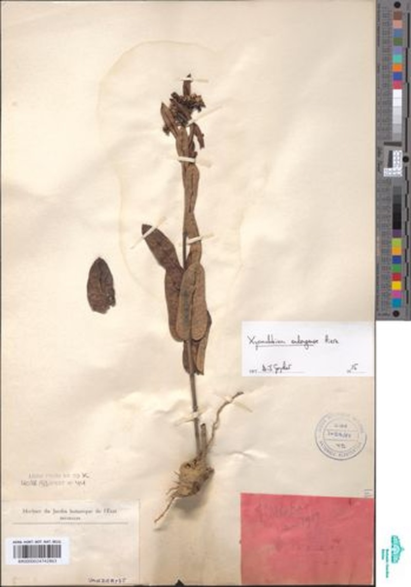 Xysmalobium andongense photo 4