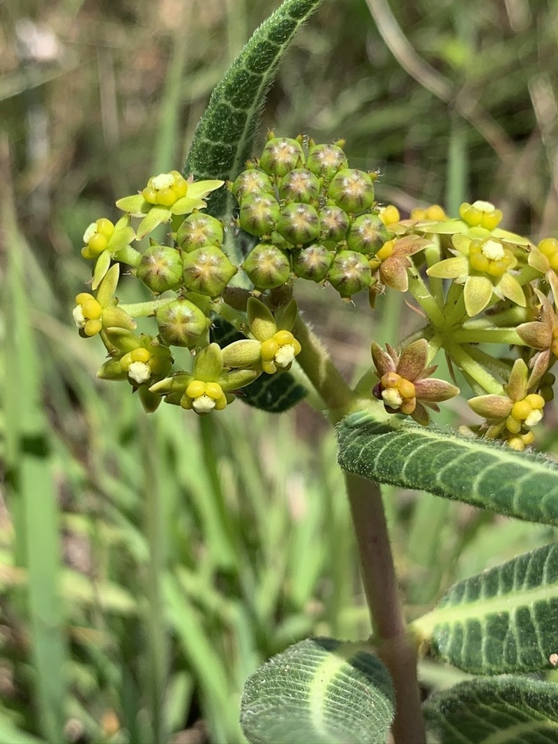 Xysmalobium asperum