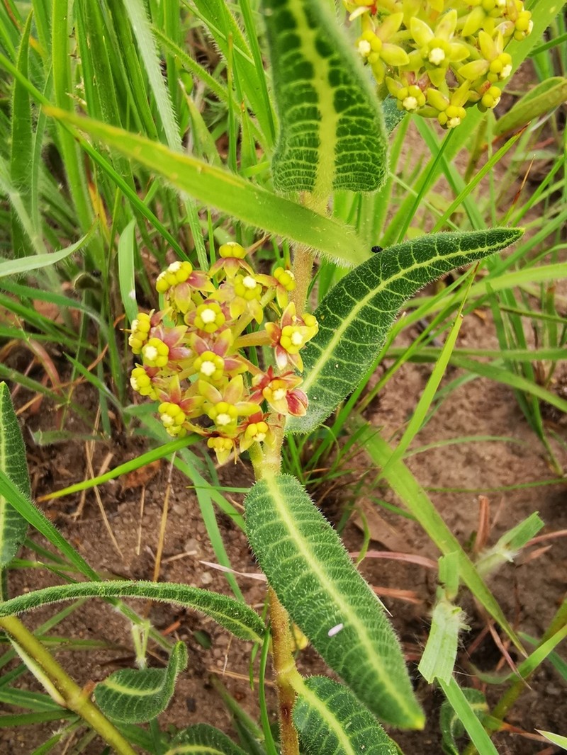 Xysmalobium asperum photo 2