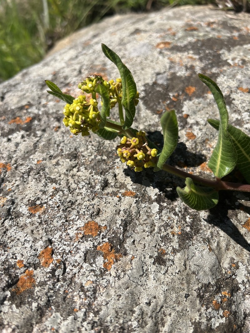 Xysmalobium asperum photo 3