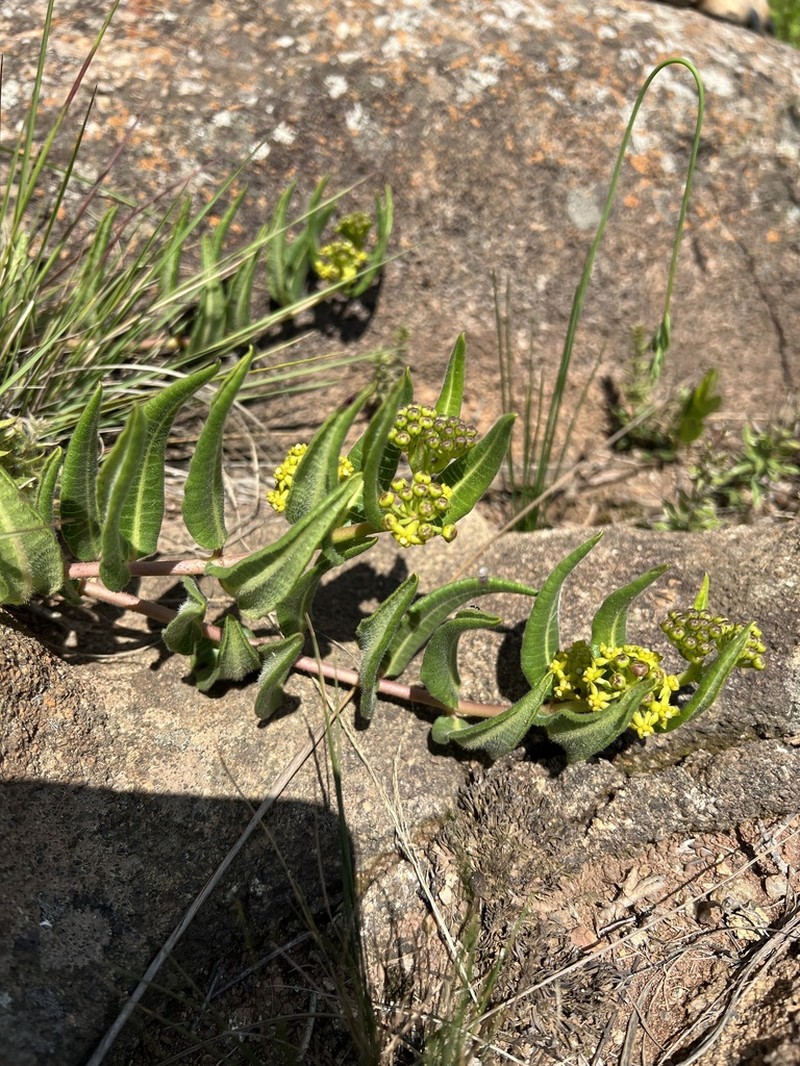 Xysmalobium asperum photo 4