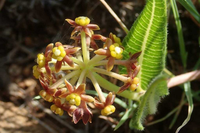 Xysmalobium asperum photo 5