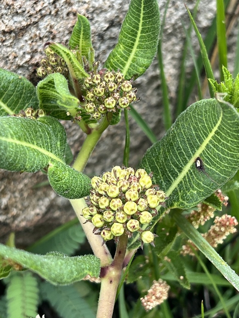 Xysmalobium asperum photo 6
