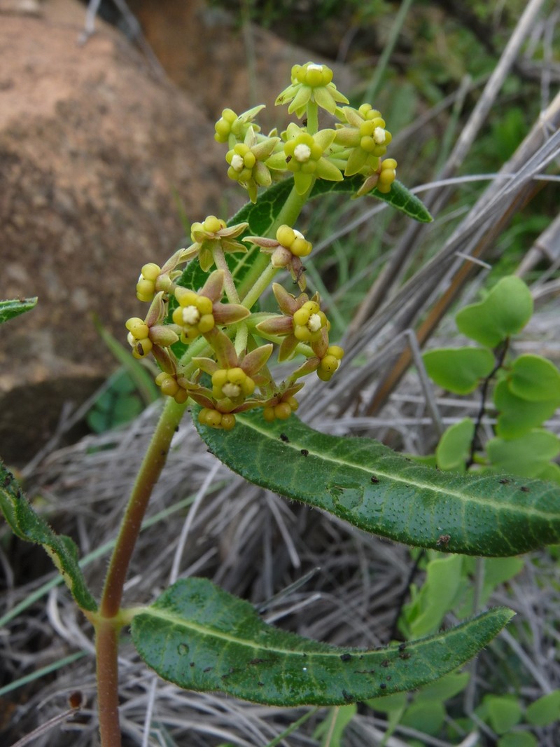 Xysmalobium asperum photo 7