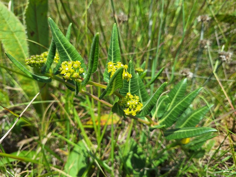 Xysmalobium asperum photo 8