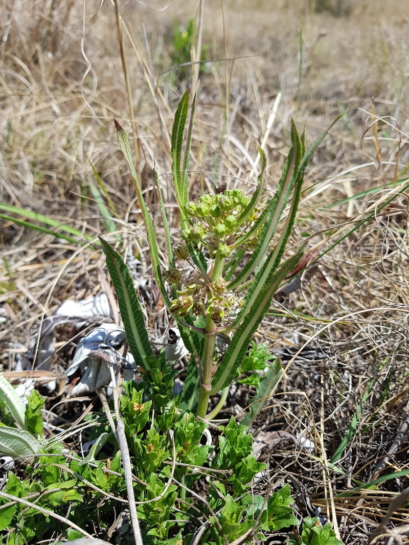 Xysmalobium brownianum photo 2
