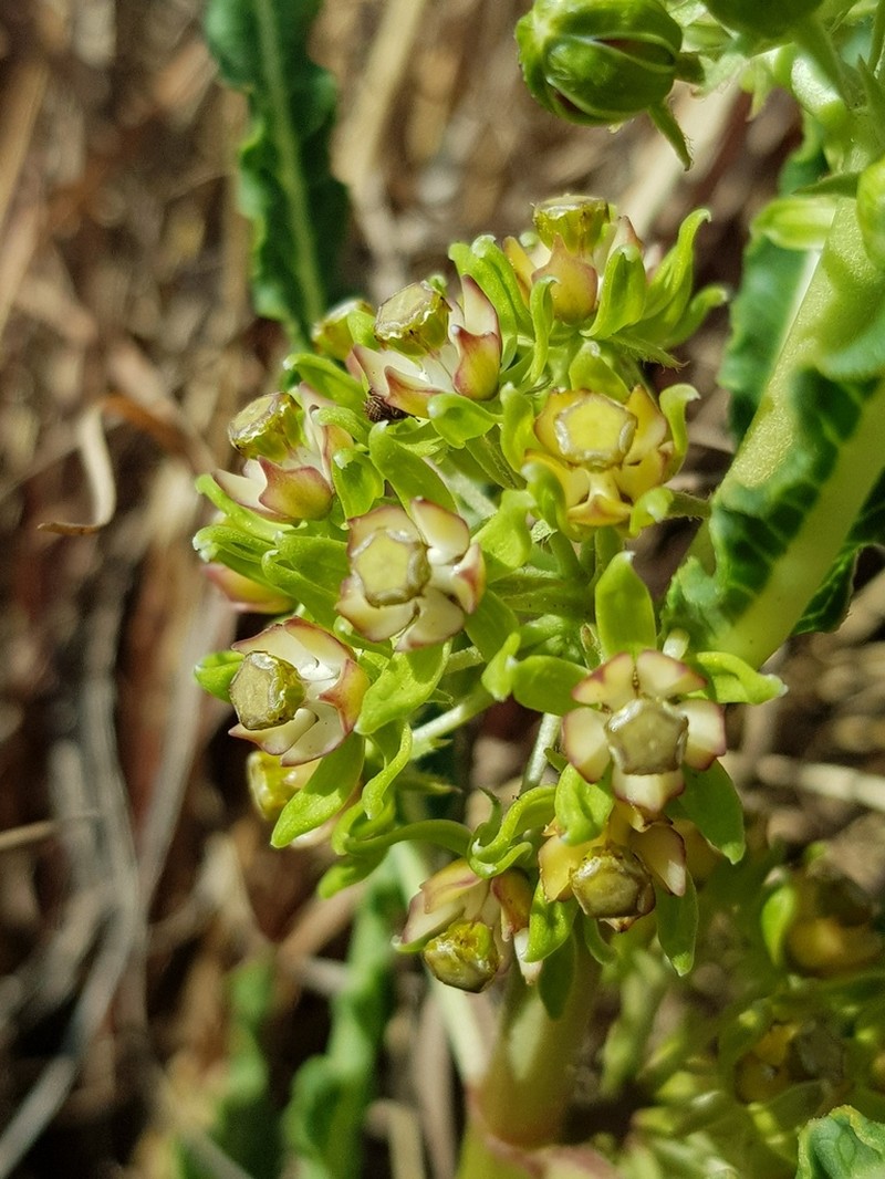 Xysmalobium brownianum photo 3