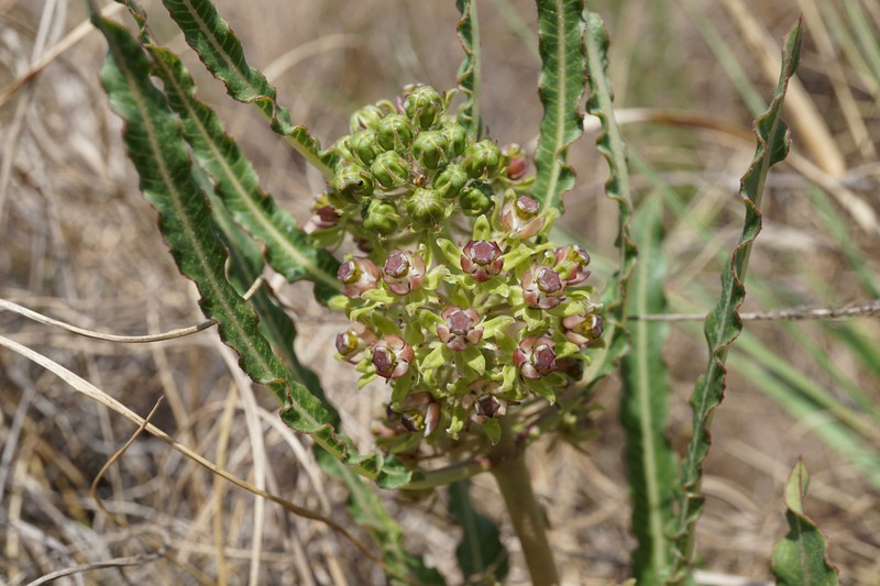 Xysmalobium brownianum photo 4