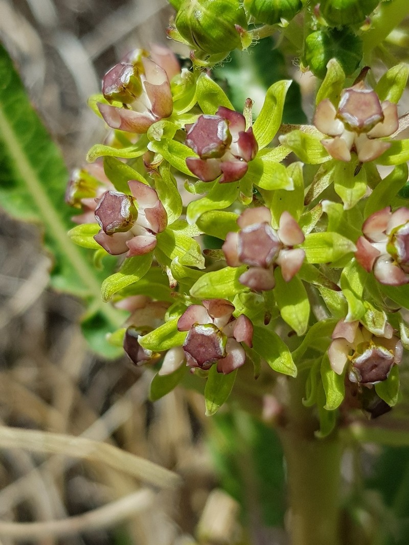 Xysmalobium brownianum photo 5
