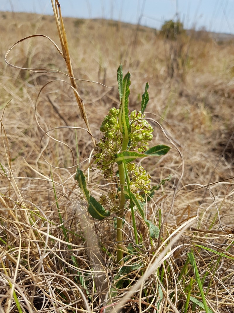 Xysmalobium brownianum photo 6