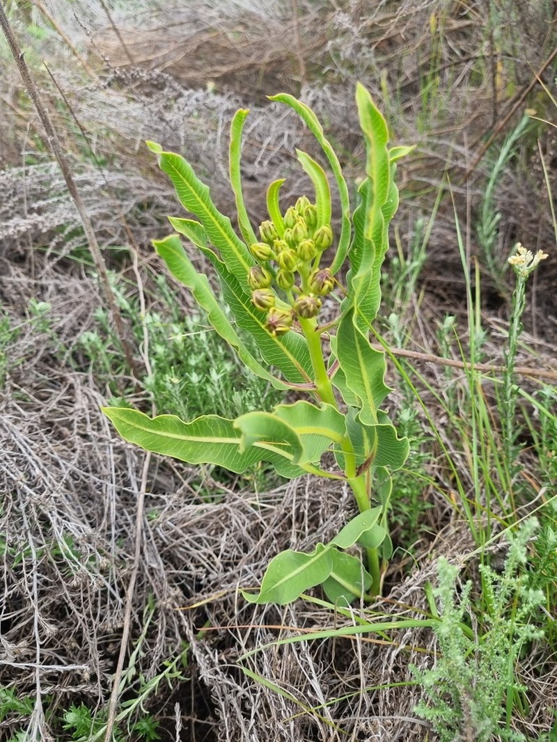 Xysmalobium brownianum photo 7