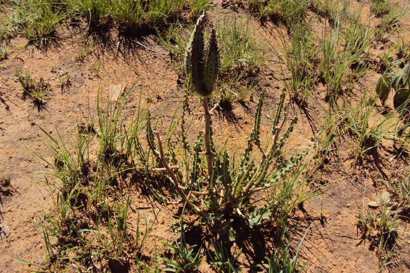 Xysmalobium brownianum photo 8