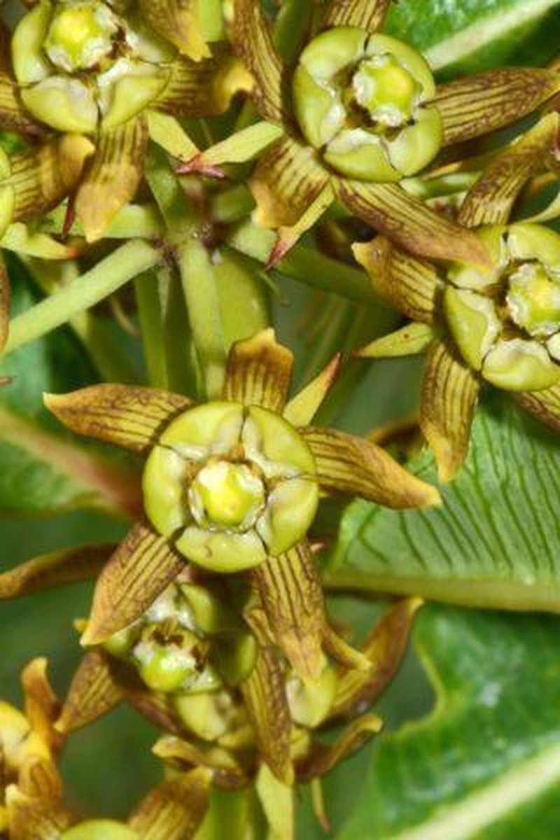Xysmalobium confusum photo 2