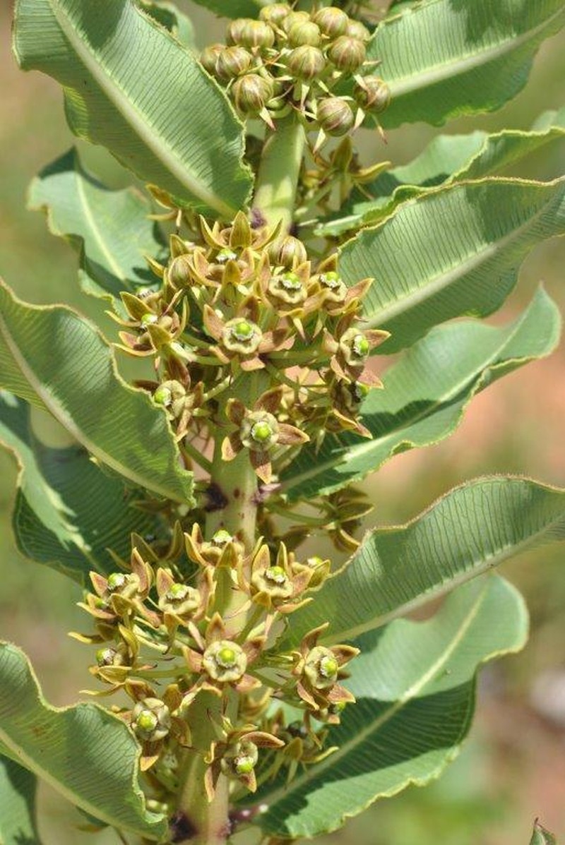 Xysmalobium confusum photo 3