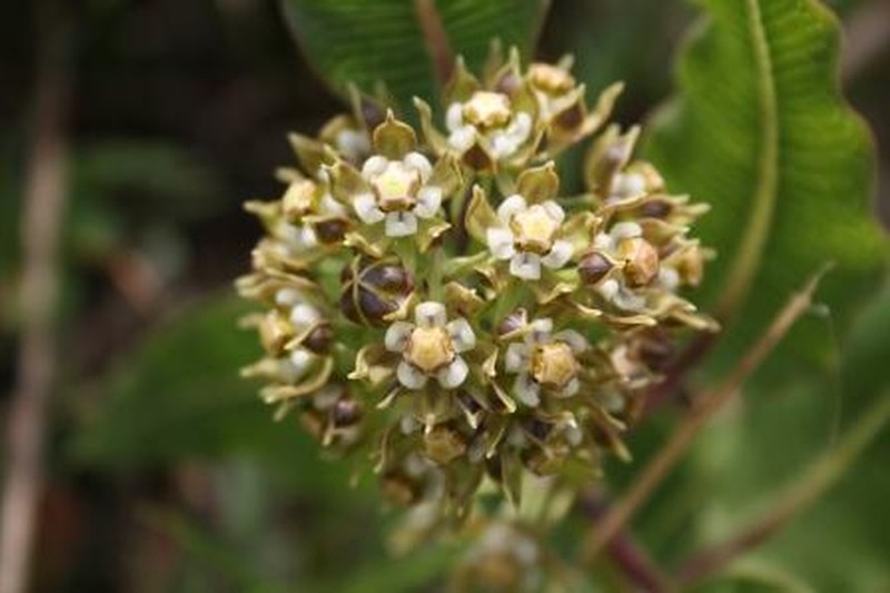 Xysmalobium confusum photo 6