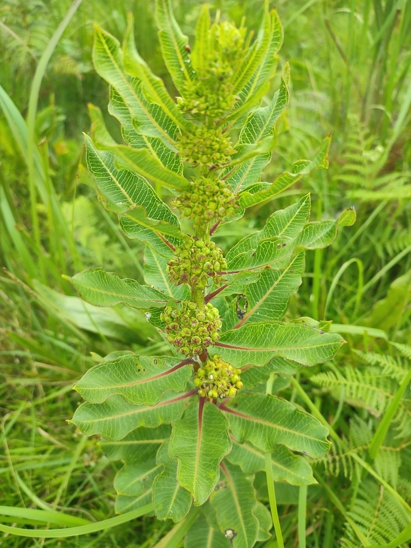 Xysmalobium confusum photo 7