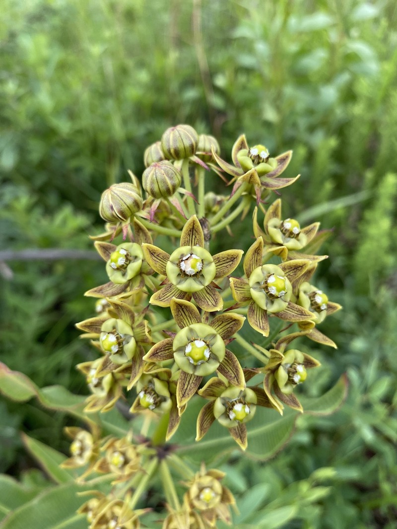 Xysmalobium confusum photo 8