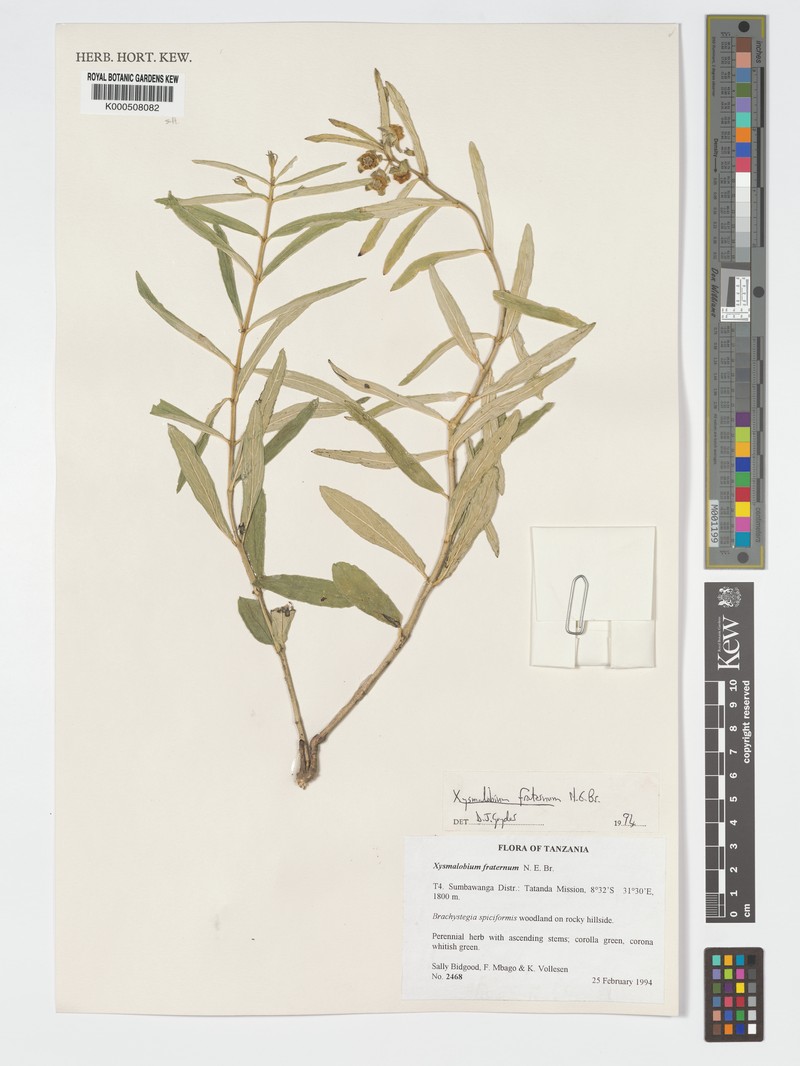 Xysmalobium fraternum