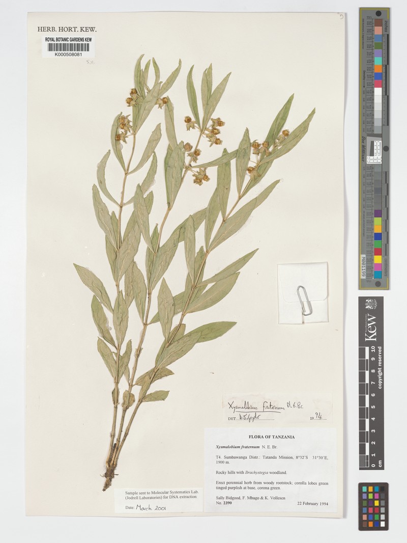Xysmalobium fraternum photo 2