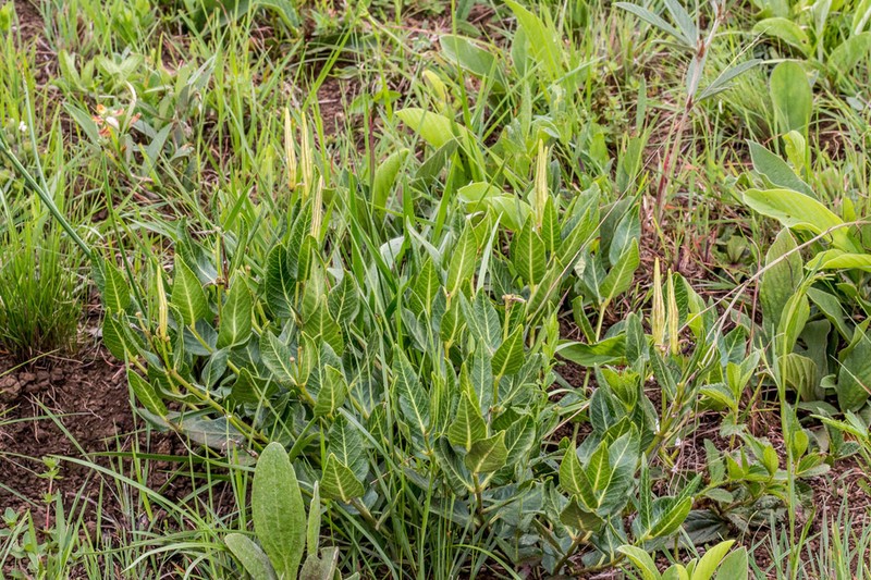 Xysmalobium gerrardii