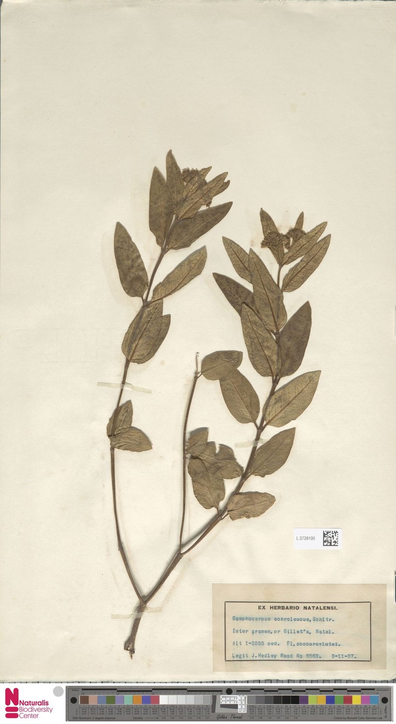Xysmalobium gerrardii photo 2