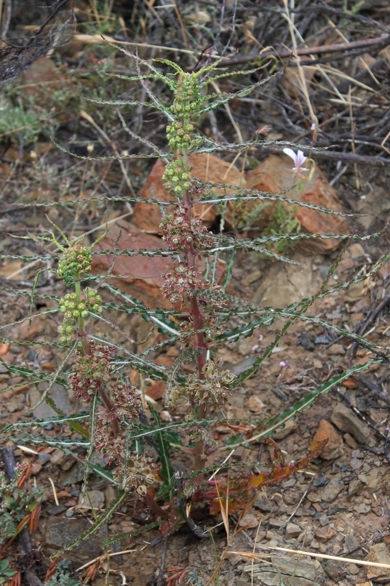 Xysmalobium gomphocarpoides