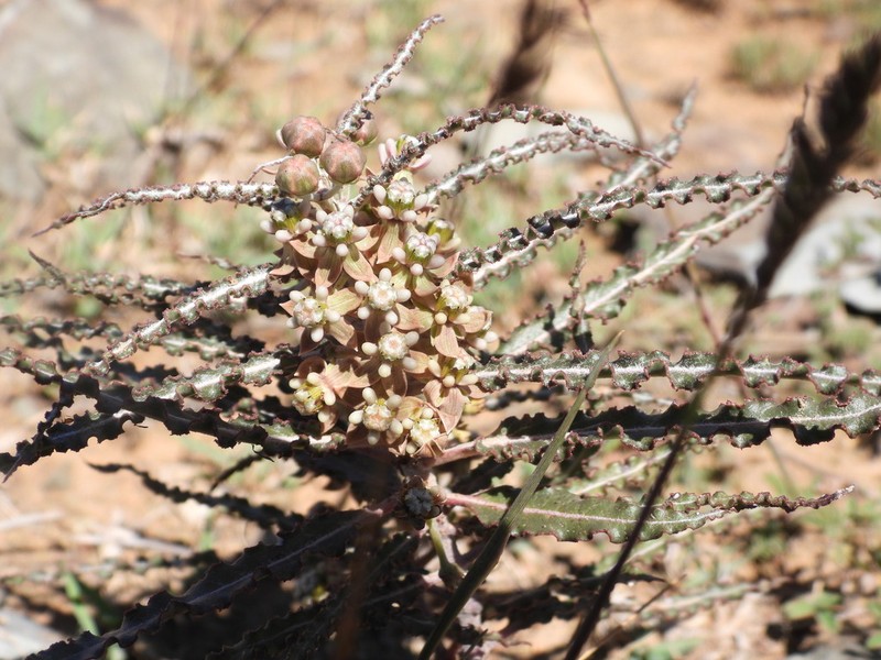 Xysmalobium gomphocarpoides photo 2
