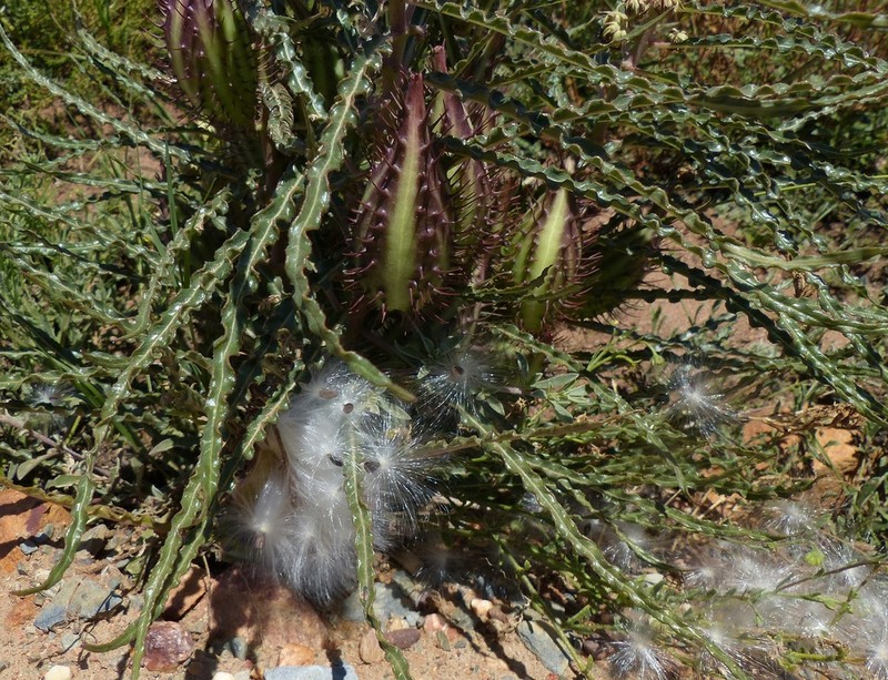Xysmalobium gomphocarpoides photo 4