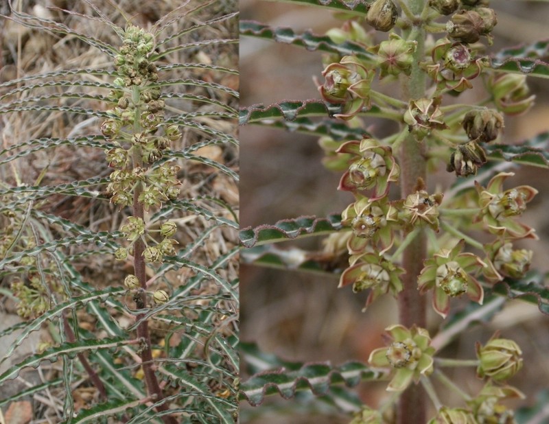Xysmalobium gomphocarpoides photo 5