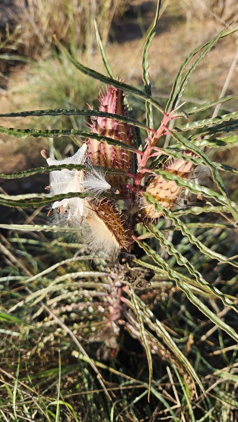 Xysmalobium gomphocarpoides photo 6