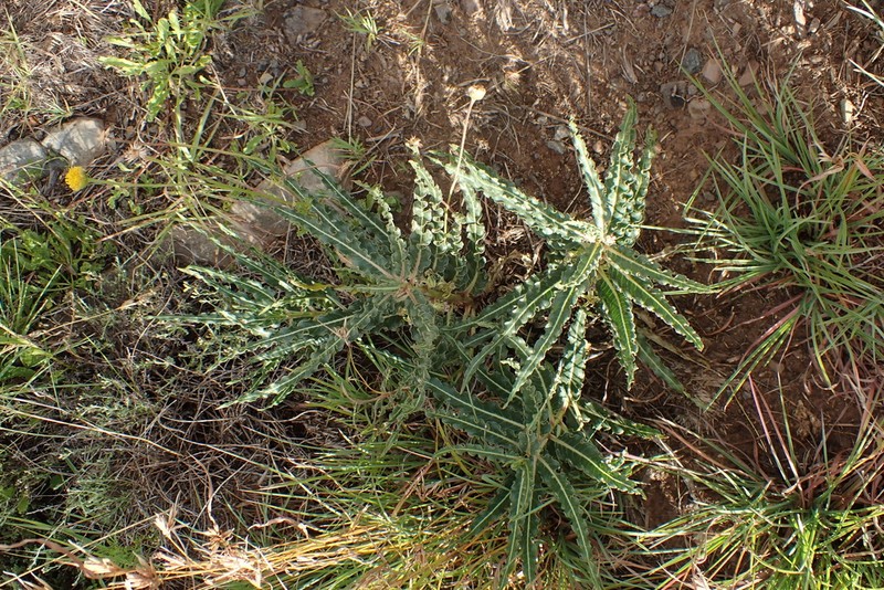 Xysmalobium gomphocarpoides photo 7