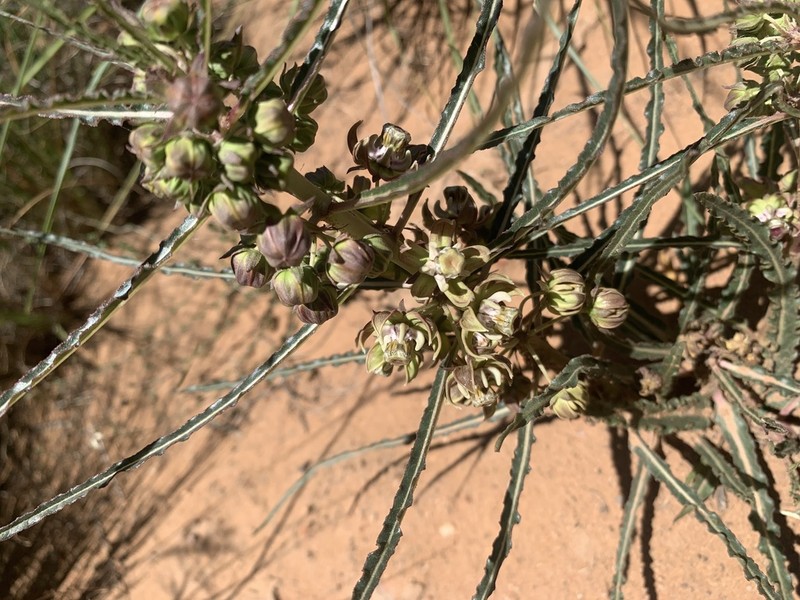 Xysmalobium gomphocarpoides photo 8