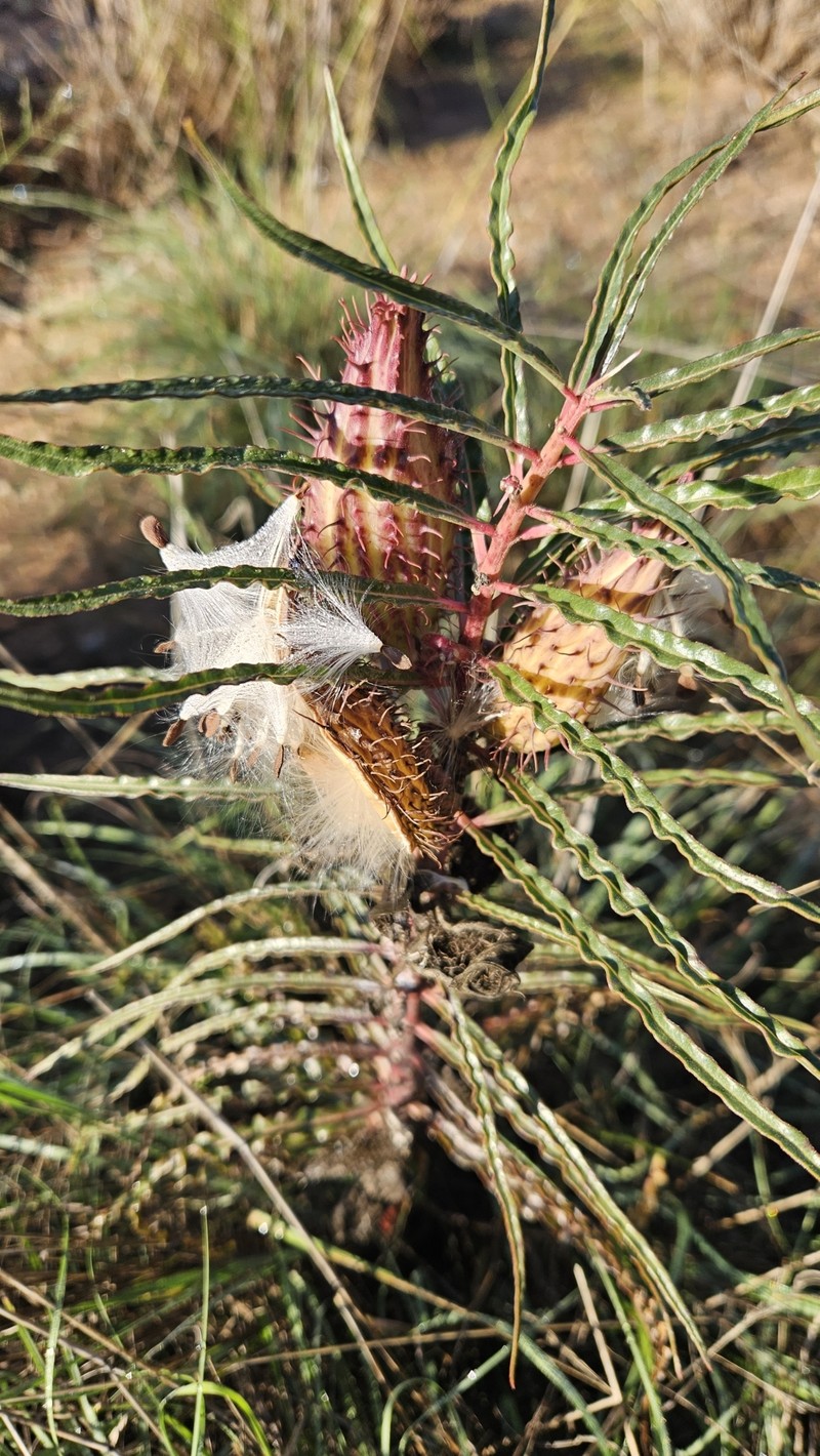 Xysmalobium gomphocarpoides var. gomphocarpoides
