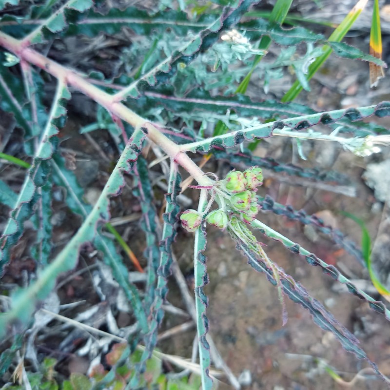 Xysmalobium gomphocarpoides var. gomphocarpoides photo 2