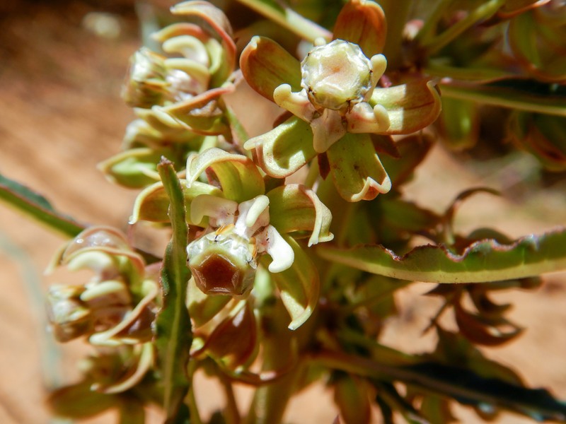 Xysmalobium gomphocarpoides var. gomphocarpoides photo 3